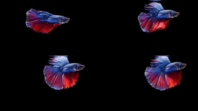 暹罗斗鱼 (Betta splendens)