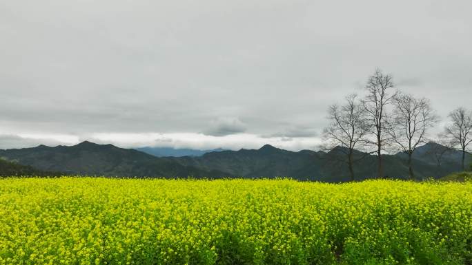 4K航拍安徽省歙县石潭村山顶风景 油菜花