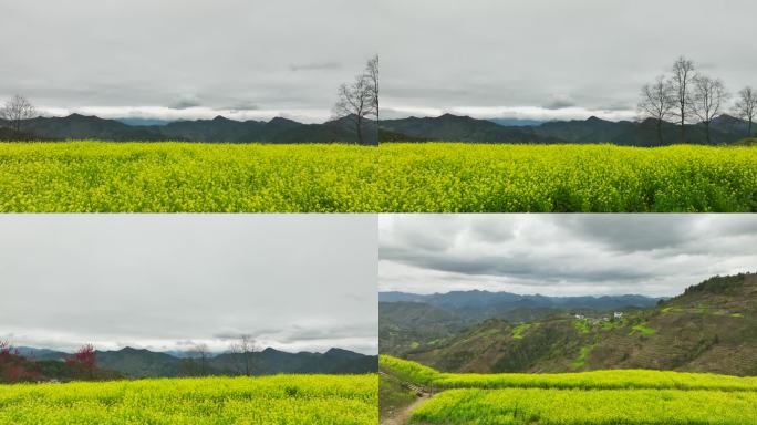 4K航拍安徽省歙县石潭村山顶风景 油菜花