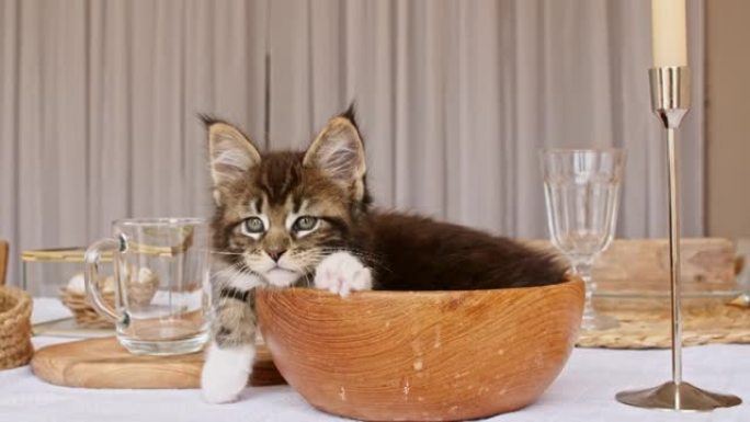 条纹灰色小猫躺在厨房桌子上的木盘子里。可爱的小灰猫观察。可爱的有趣的家庭宠物。家畜。4k