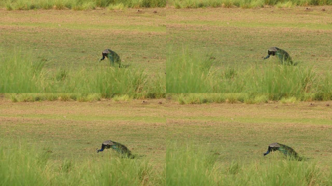 在ranthambore国家公园或印度拉贾斯坦邦老虎保护区的rajbagh草原湖地区，大范围拍摄雄性