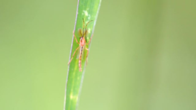 跳跃蜘蛛的特写昆虫野生动物生物