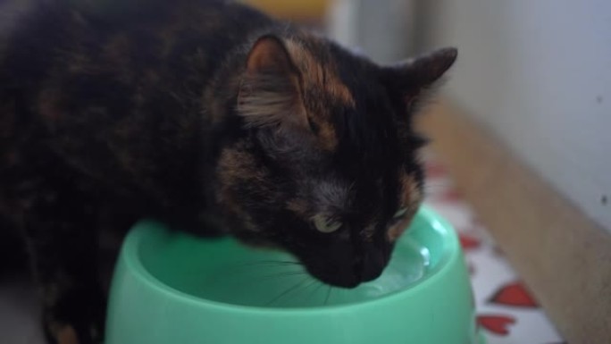 玳瑁猫饮用水