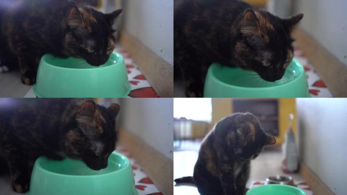 玳瑁猫饮用水