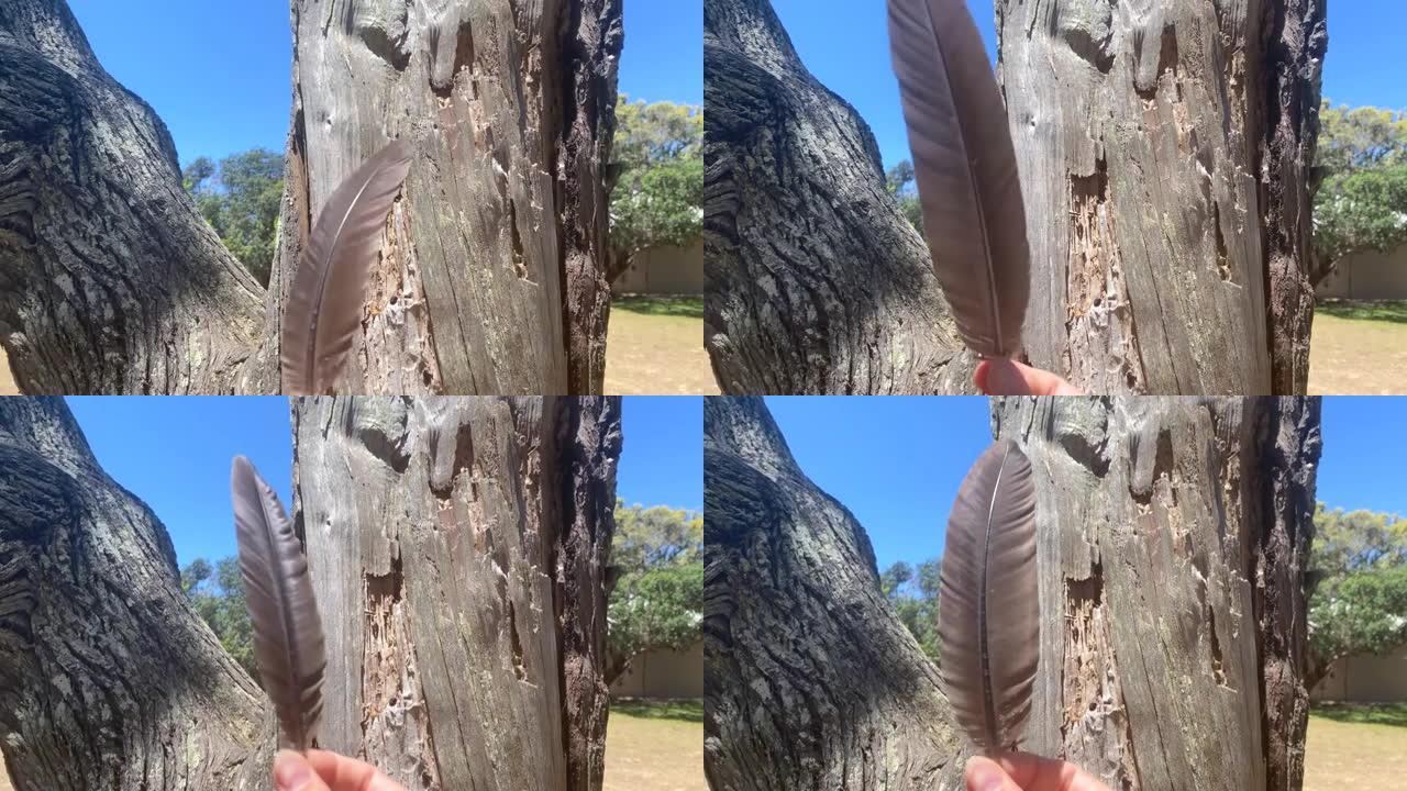 棕色鸟羽毛靠在树干上