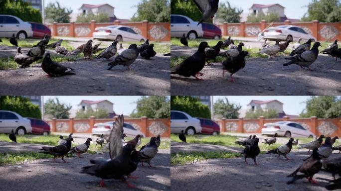 饥饿，受惊的鸽子，在院子里寻找食物飞翔，拍打翅膀