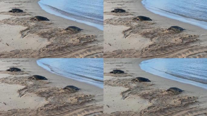 绿海龟在沙滩上晒太阳