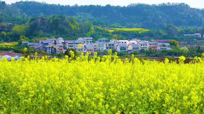 油菜花 蜜蜂 日出云彩新农村乡村延时摄影