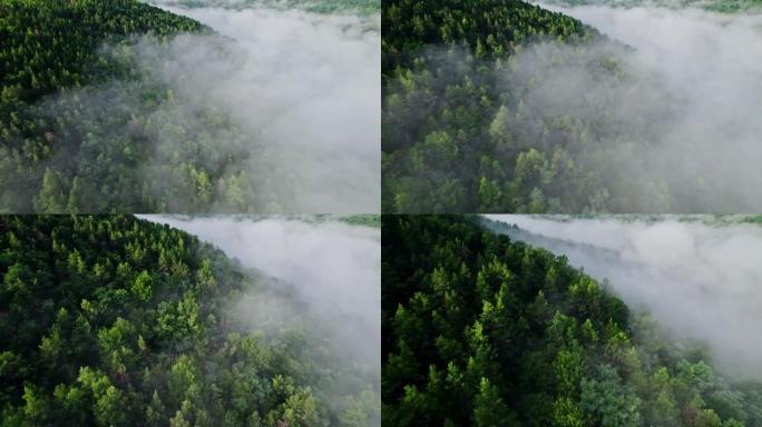 绿色山林上方的空中无人机视图。飞过浓雾或云层。奇妙的初夏早晨，平静的背景，放松，地球之美，自然概念