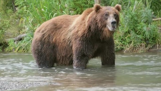 河里的大棕熊