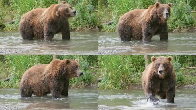 河里的大棕熊