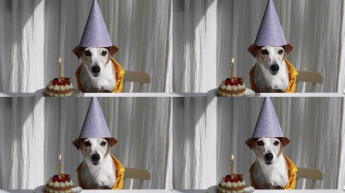 蛋糕上蜡烛配紫色生日帽的有趣毛茸茸的狗