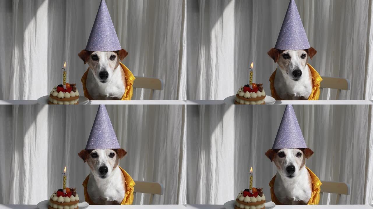 蛋糕上蜡烛配紫色生日帽的有趣毛茸茸的狗