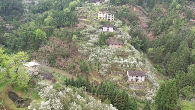 闽侯盘岭村枳壳花航拍