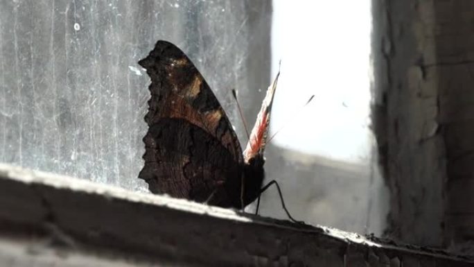 蝴蝶在窗户上打开和关闭翅膀。昆虫将翅膀扑向房间