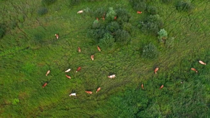 肉牛在田野的草地上放牧，牛在吃草