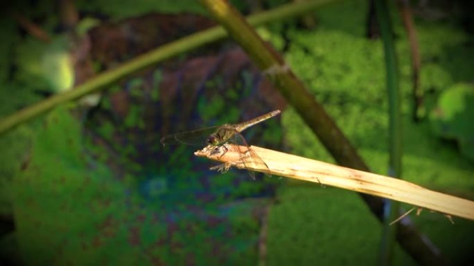 一只大蜻蜓落在树枝上。美丽的蓝色背景蜻蜓拍打着翅膀，因为风使他失去了平衡。看来他正在看镜头。