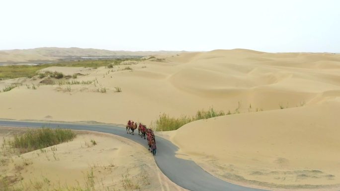 新疆沙漠骆驼迎面走来