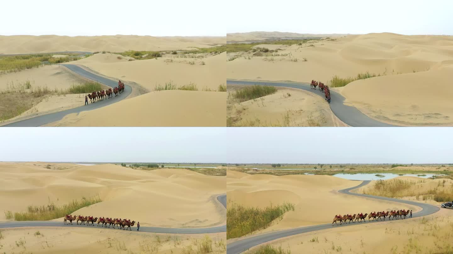新疆沙漠骆驼迎面走来