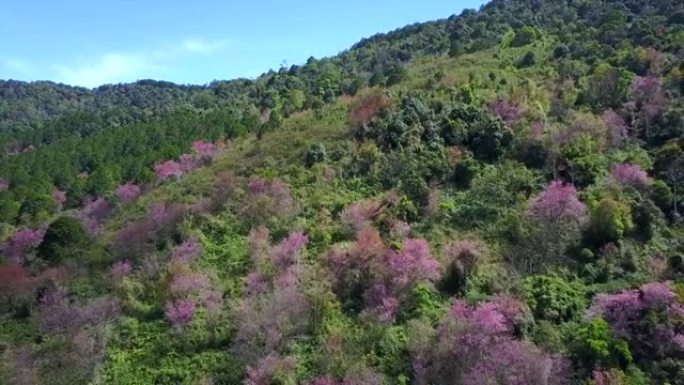 在越南大叻市被盛开的樱桃树覆盖的琅边山上进行空中射击