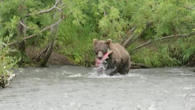 棕熊捕捞鲑鱼
