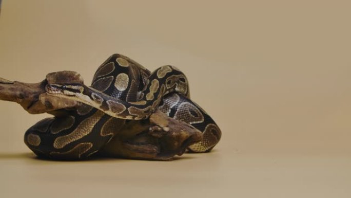 皇家蟒蛇或蟒蛇regius在米色背景下工作室的木制障碍上。一条带有斑点图案的蛇在爬行并看着相机。卷曲