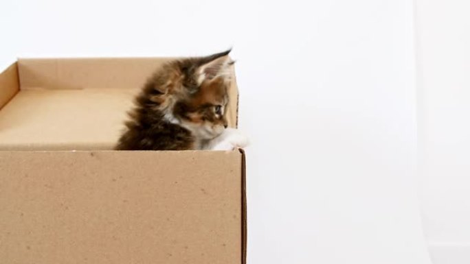纸箱里的4k条纹灰色小猫。猫躲在盒子里跳