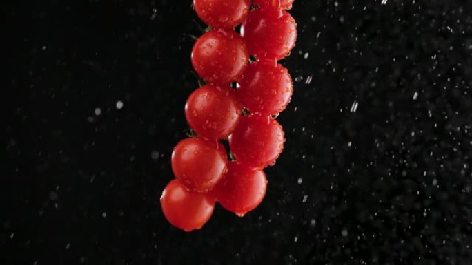 多汁成熟的一束喷有水的红色西红柿。柔和的工作室照明中的黑色背景。有机湿蔬菜在水滴。健康农产品。特写。