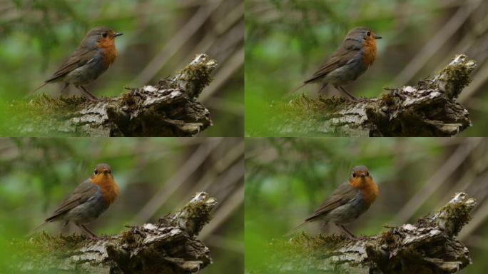 欧洲罗宾 (Erithacus rubecula) 鸟在春天，白俄罗斯