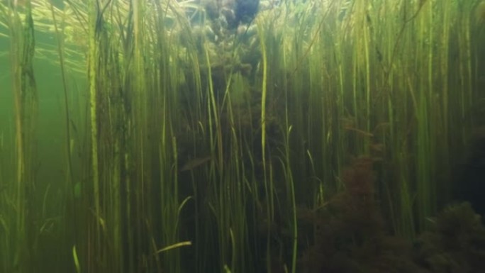 一条鱼的淡水湖的水下景观