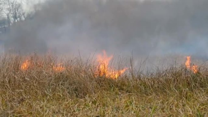 野火蔓延到森林草原上。在自然火中燃烧干草