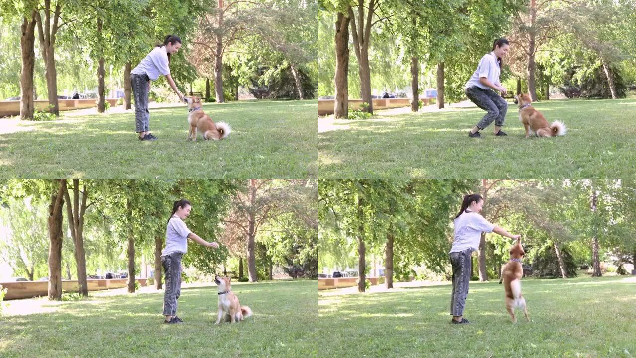 赤芝犬与主人在夏季公园散步
