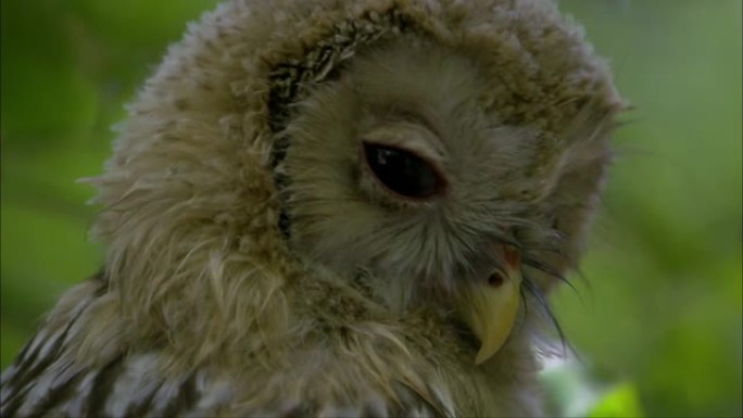 乌拉尔鸮 (Strix uralensis) 是一种大型夜行性猫头鹰。它是真猫头鹰家族的成员。