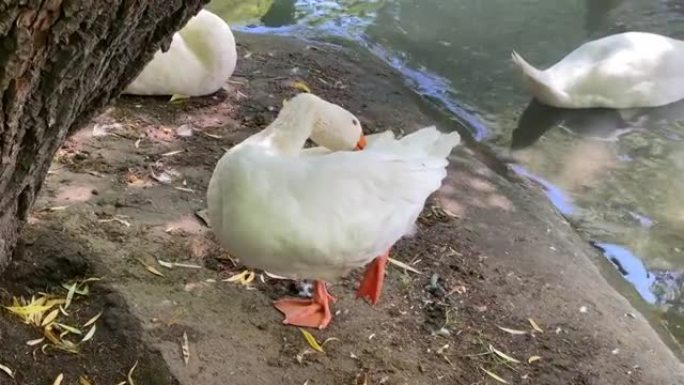 一只白鹅站在树下的一条腿上，在水库的岸边检查它的羽毛。