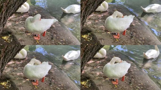 一只白鹅站在树下的一条腿上，在水库的岸边检查它的羽毛。