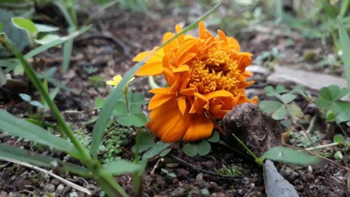 万寿菊黄色植物黄花视频