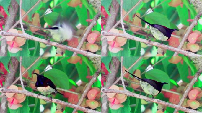 黑喉太阳鸟，自然界中的雄性太阳鸟。