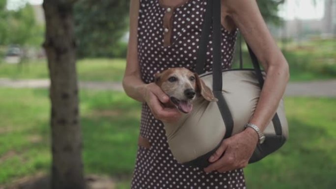 腊肠犬装在宠物袋里。宠物手提袋里的可爱的狗。走在街上时，白人高级妇女拿着狗狗的手提袋。小动物的老人主