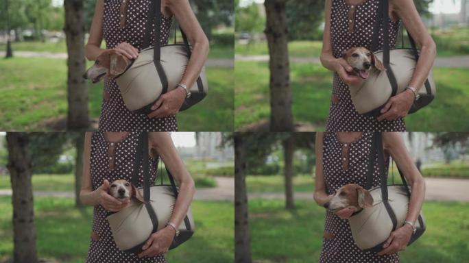 腊肠犬装在宠物袋里。宠物手提袋里的可爱的狗。走在街上时，白人高级妇女拿着狗狗的手提袋。小动物的老人主