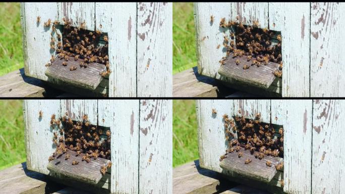 蜂巢工人拥挤在木制蜂巢房屋的入口