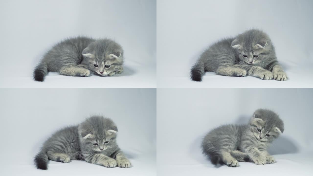 有趣的小灰色折叠苏格兰小猫小猫在白色背景上玩耍。