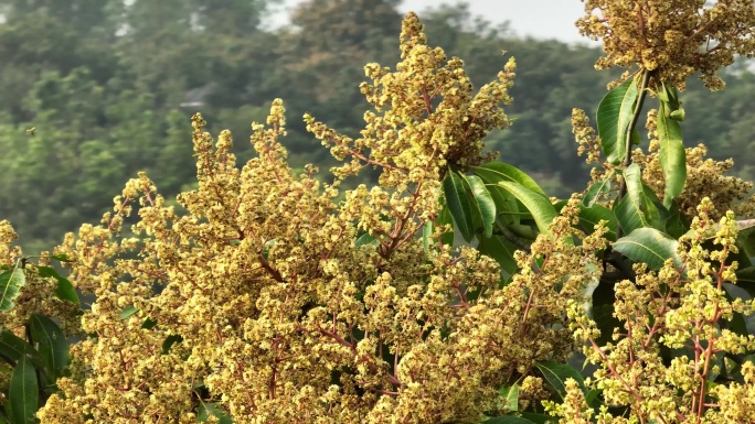 盛开的芒果花 桂七芒