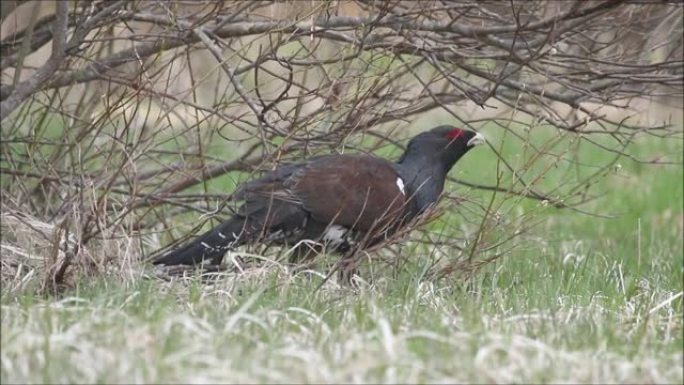 欧洲森林鸟西部的capercaillie，Tetrao urogallus在爱沙尼亚的春天吃了一些柳