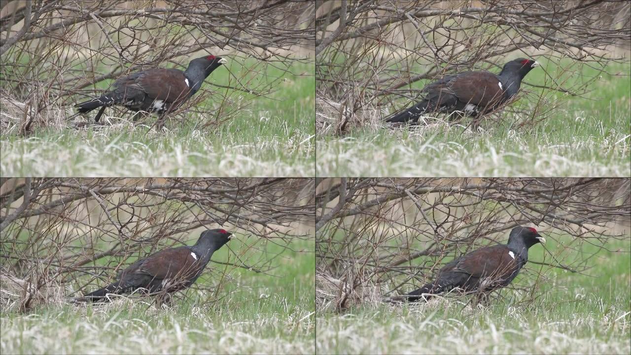 欧洲森林鸟西部的capercaillie，Tetrao urogallus在爱沙尼亚的春天吃了一些柳