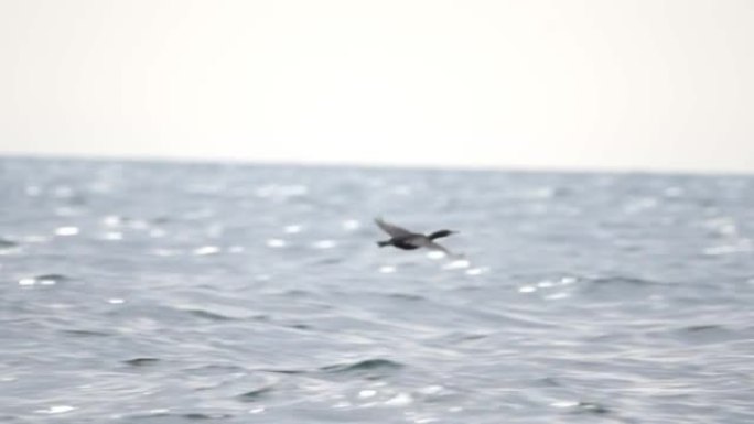 鸭子在水面上方自由盘旋。一只大鸭子的特写镜头飞过湖面。
