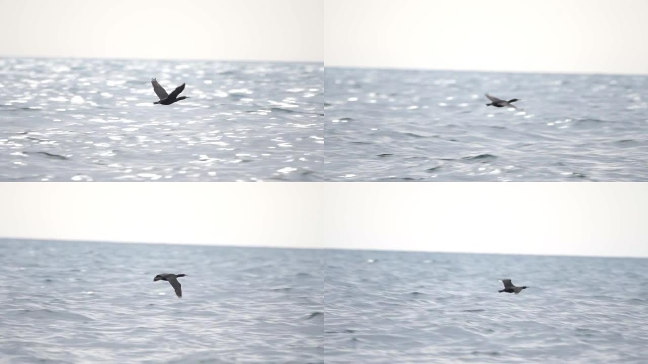鸭子在水面上方自由盘旋。一只大鸭子的特写镜头飞过湖面。