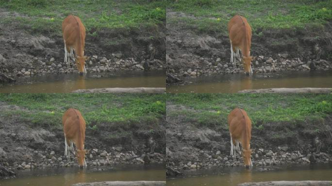 bos Javanicus的场景溪流中的饮用水，bos javanicus在泰国东南亚发现的一种野牛