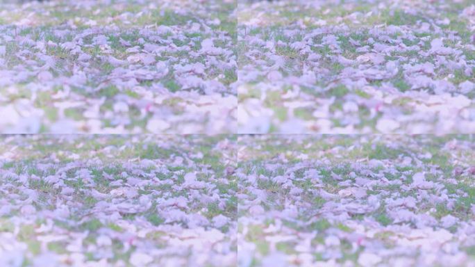 樱花  花瓣 花瓣飘落 脚步 散步 花