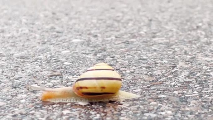 蜗牛正在过马路