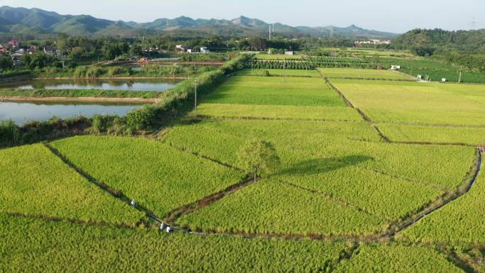 佛山高明稻田航拍